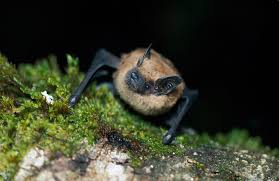 Bat image